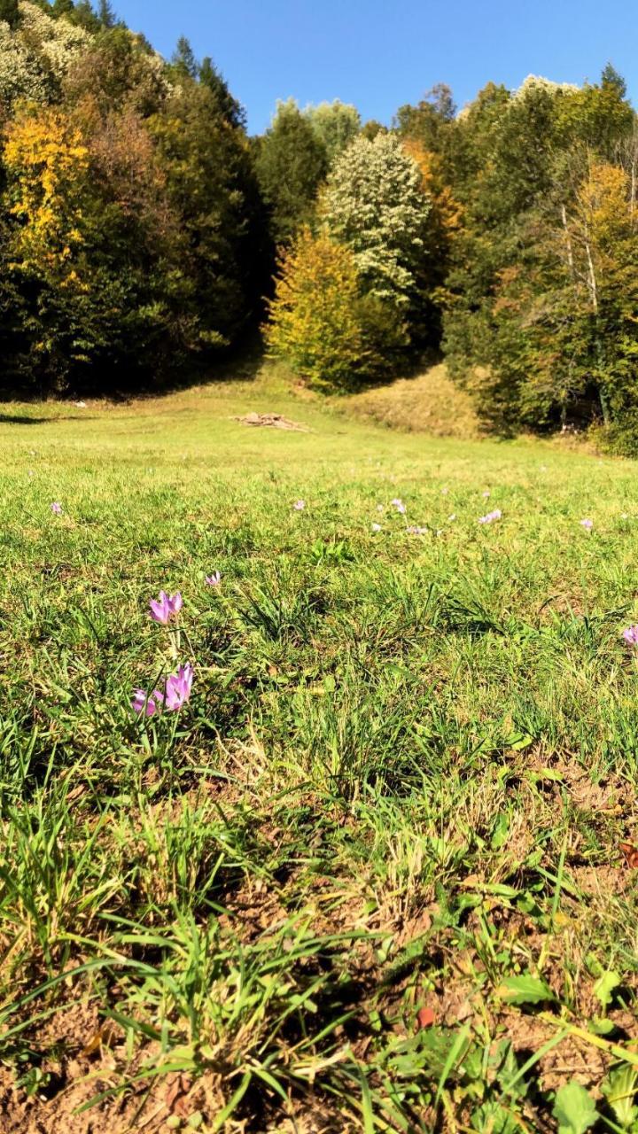 Pensiunea Valea Gepisului Grosi  Exteriér fotografie