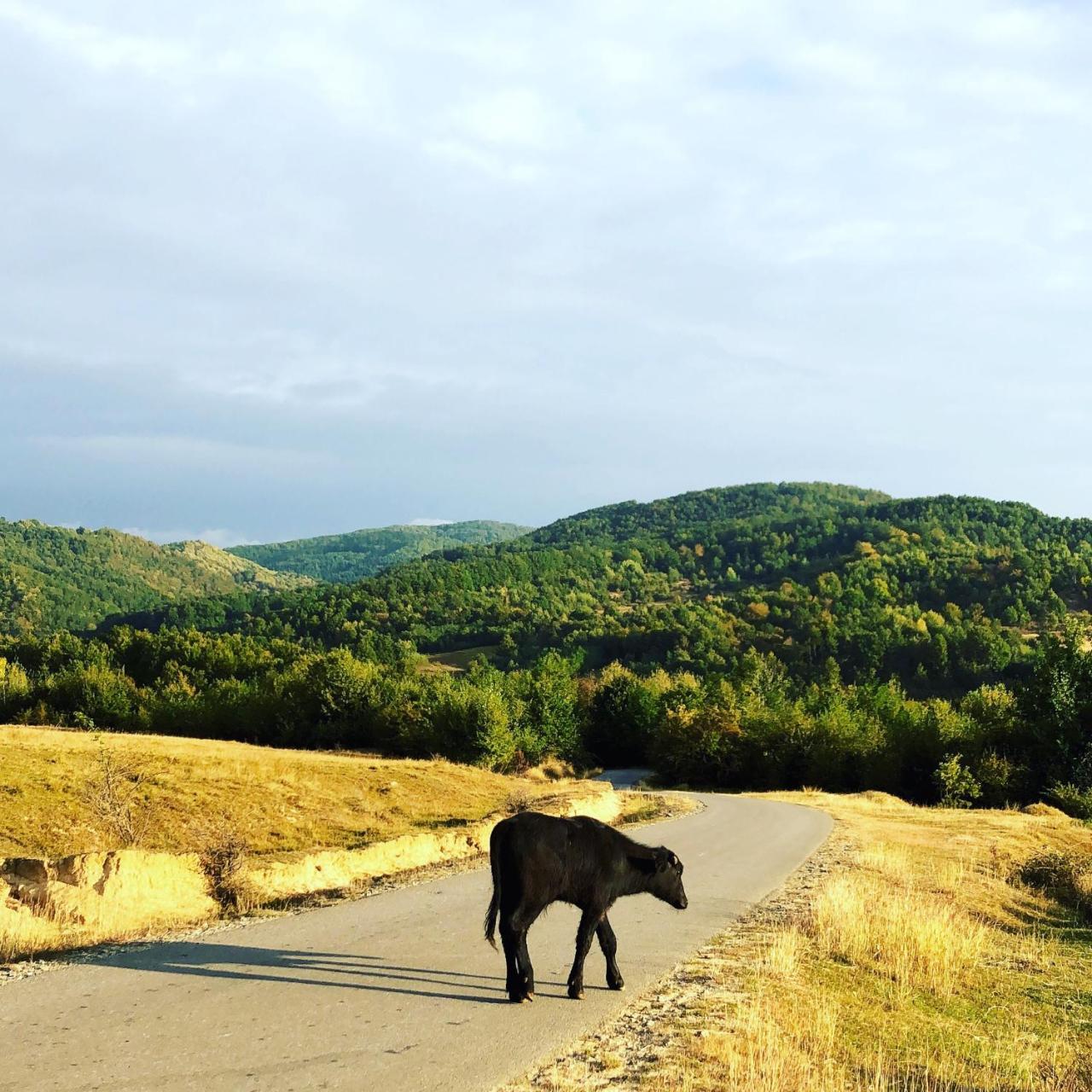 Pensiunea Valea Gepisului Grosi  Exteriér fotografie